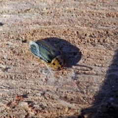 Xanthogaleruca luteola (Elm leaf beetle) at Fyshwick, ACT - 1 May 2018 by RodDeb