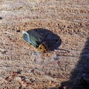 Xanthogaleruca luteola at Fyshwick, ACT - 1 May 2018 04:50 PM