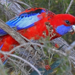 Platycercus elegans at Point Hut to Tharwa - 1 May 2018 12:55 PM