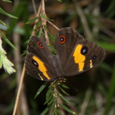 Tisiphone abeona (Varied Sword-grass Brown) at Currarong, NSW - 26 Dec 2011 by HarveyPerkins