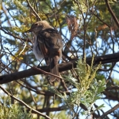 Pachycephala pectoralis at Paddys River, ACT - 1 May 2018