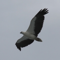 Haliaeetus leucogaster (White-bellied Sea-Eagle) at Jervis Bay Marine Park - 26 Dec 2011 by HarveyPerkins