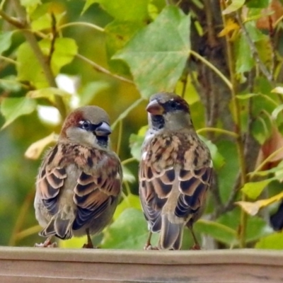 Passer domesticus (House Sparrow) at National Zoo and Aquarium - 2 May 2018 by RodDeb