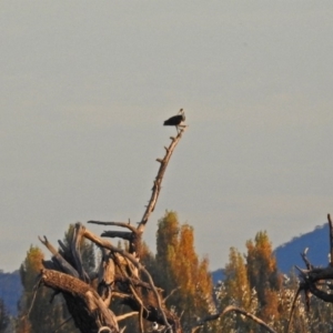 Threskiornis spinicollis at Fyshwick, ACT - 1 May 2018