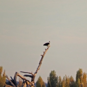 Threskiornis spinicollis at Fyshwick, ACT - 1 May 2018