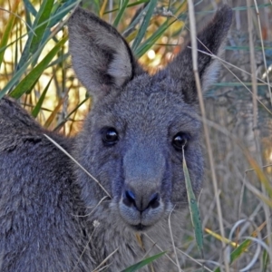 Macropus giganteus at Point Hut to Tharwa - 1 May 2018