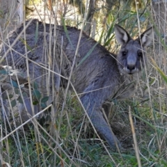 Macropus giganteus at Point Hut to Tharwa - 1 May 2018 12:37 PM