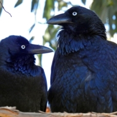 Corvus coronoides (Australian Raven) at Point Hut to Tharwa - 1 May 2018 by RodDeb