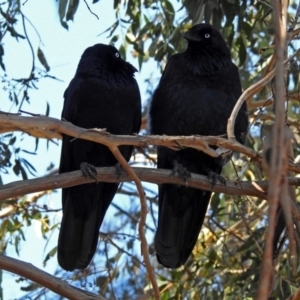 Corvus coronoides at Point Hut to Tharwa - 1 May 2018