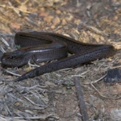 Hemiergis talbingoensis (Three-toed Skink) at Mount Ainslie - 1 May 2018 by jb2602