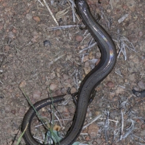 Hemiergis talbingoensis at Ainslie, ACT - 1 May 2018