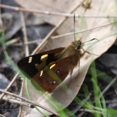 Trapezites symmomus (Splendid Ochre) at Currarong, NSW - 25 Dec 2011 by HarveyPerkins