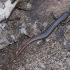 Morethia boulengeri (Boulenger's Skink) at Canberra Central, ACT - 1 May 2018 by jbromilow50