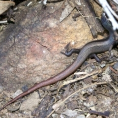 Morethia boulengeri at Canberra Central, ACT - 1 May 2018