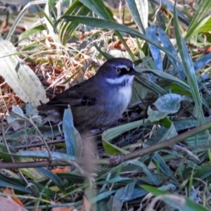 Sericornis frontalis at Point Hut to Tharwa - 1 May 2018