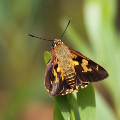 Trapezites symmomus (Splendid Ochre) at Currarong, NSW - 25 Dec 2011 by HarveyPerkins