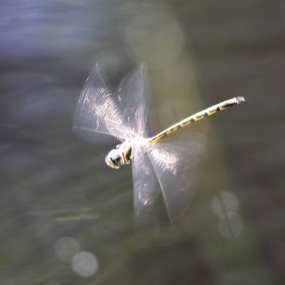 Hemicordulia australiae (Australian Emerald) at Beecroft Peninsula, NSW - 24 Dec 2011 by HarveyPerkins