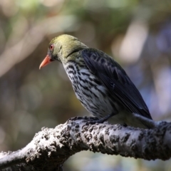 Oriolus sagittatus (Olive-backed Oriole) at Currarong, NSW - 24 Dec 2011 by HarveyPerkins