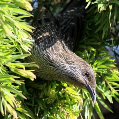 Anthochaera chrysoptera (Little Wattlebird) at Currarong, NSW - 24 Dec 2011 by HarveyPerkins