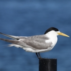 Thalasseus bergii (Crested Tern) at Jervis Bay Marine Park - 24 Dec 2011 by HarveyPerkins