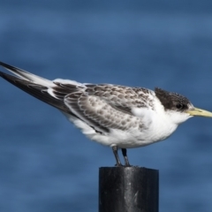 Thalasseus bergii (Crested Tern) at Jervis Bay Marine Park - 24 Dec 2011 by HarveyPerkins