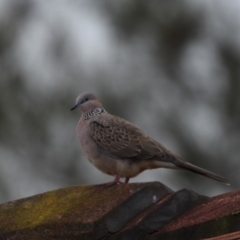 Spilopelia chinensis (Spotted Dove) at Currarong, NSW - 25 Apr 2011 by HarveyPerkins