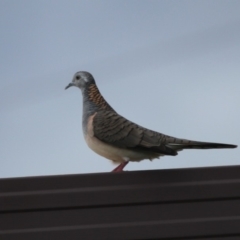 Geopelia humeralis (Bar-shouldered Dove) at Currarong, NSW - 25 Apr 2011 by HarveyPerkins