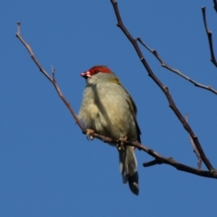 Neochmia temporalis (Red-browed Finch) at Beecroft Peninsula, NSW - 23 Apr 2011 by HarveyPerkins