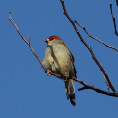 Neochmia temporalis (Red-browed Finch) at Beecroft Peninsula, NSW - 24 Apr 2011 by HarveyPerkins