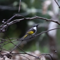 Phylidonyris niger (White-cheeked Honeyeater) at Beecroft Peninsula, NSW - 23 Apr 2011 by HarveyPerkins