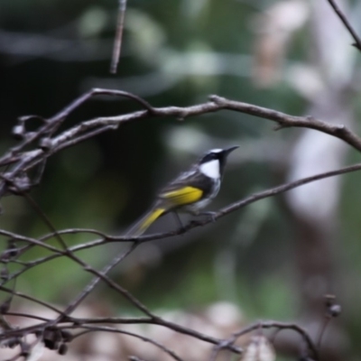 Phylidonyris niger (White-cheeked Honeyeater) at Beecroft Peninsula, NSW - 23 Apr 2011 by HarveyPerkins