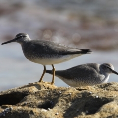 Tringa brevipes (Grey-tailed Tattler) at Currarong, NSW - 23 Apr 2011 by HarveyPerkins