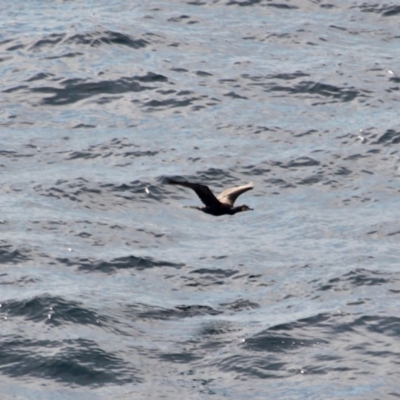 Phalacrocorax carbo (Great Cormorant) at Merimbula, NSW - 29 Apr 2018 by RossMannell