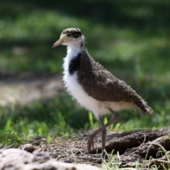 Vanellus miles (Masked Lapwing) at Currarong, NSW - 18 Oct 2014 by HarveyPerkins