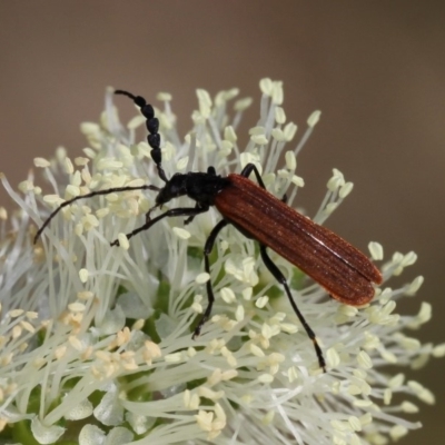 Pseudolycus sp. (genus) (Lycid-mimic oedemerid beetle) - 18 Oct 2014 by HarveyPerkins