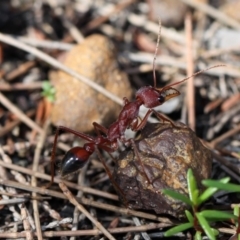 Myrmecia forficata (A Bull ant) at Currarong, NSW - 18 Oct 2014 by HarveyPerkins