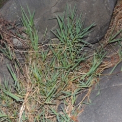 Paspalum distichum (Water Couch) at Molonglo River Reserve - 28 Mar 2018 by michaelb