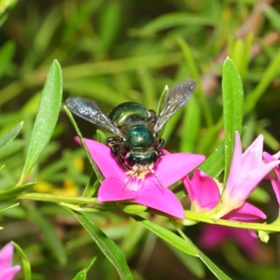 Xylocopa (Lestis) aerata (Golden-Green Carpenter Bee) at Acton, ACT - 22 Feb 2018 by Tim L