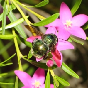 Xylocopa (Lestis) aerata at Acton, ACT - 22 Feb 2018