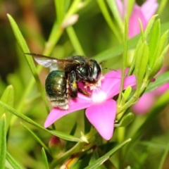 Xylocopa (Lestis) aerata at Acton, ACT - 22 Feb 2018