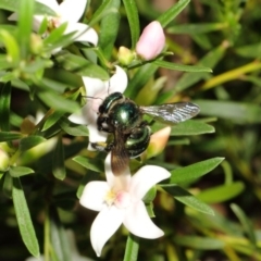 Xylocopa (Lestis) aerata at Acton, ACT - 22 Feb 2018