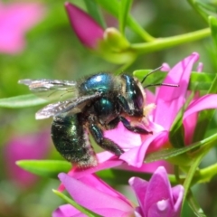 Xylocopa (Lestis) aerata (Golden-Green Carpenter Bee) at Acton, ACT - 3 Mar 2018 by TimL