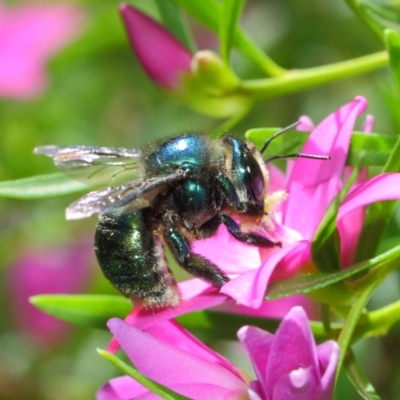 Xylocopa (Lestis) aerata (Golden-Green Carpenter Bee) at Acton, ACT - 3 Mar 2018 by Tim L