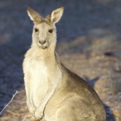 Macropus giganteus (Eastern Grey Kangaroo) at Ainslie, ACT - 1 May 2018 by jb2602