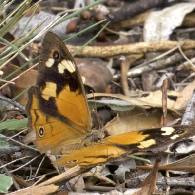 Heteronympha merope (Common Brown Butterfly) at Mount Majura - 2 May 2018 by jb2602