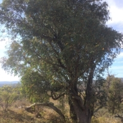 Eucalyptus dives (Broad-leaved Peppermint) at Googong Foreshore - 25 Apr 2018 by alex_watt