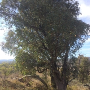 Eucalyptus dives at Googong Foreshore - 25 Apr 2018 10:23 AM