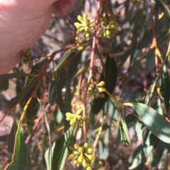 Eucalyptus dives at Googong Foreshore - 25 Apr 2018 10:23 AM