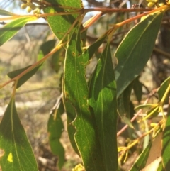 Eucalyptus dives at Googong Foreshore - 25 Apr 2018 10:23 AM