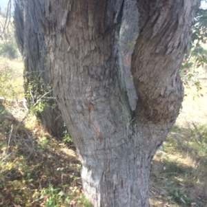 Eucalyptus dives at Googong Foreshore - 25 Apr 2018 10:23 AM